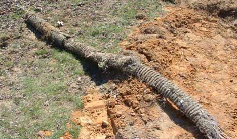 Maple tree root infiltration of corrugated pipe